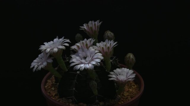 Cactus blooming flower on black background, Gymnocalycium cactus white flowers.