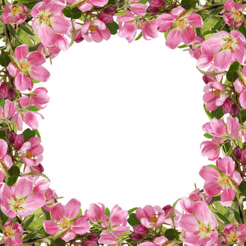 Twigs of pink flowers and green leaves of Malus floribunda (profusely flowering apple) in a spring floral frame isolated on white or transparent background