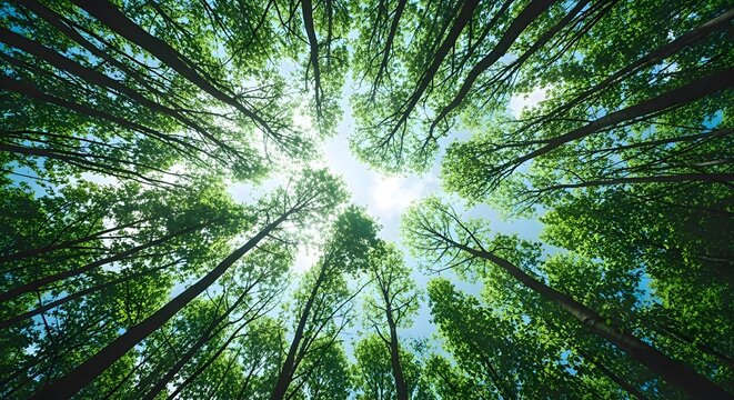 Looking up through a dense canopy of lush green trees towards a bright, sunlit sky, creating a natural frame and a sense of tranquility and awe-inspiring beauty.