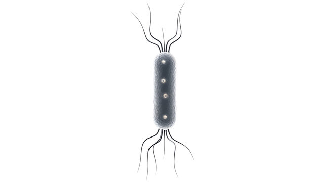 An illustration of a bacterium with flagella and pili on its surface is shown in a scientific diagram.