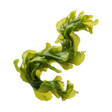 Fresh vibrant green wakame seaweed leaf with a delicate wavy texture used in culinary dishes