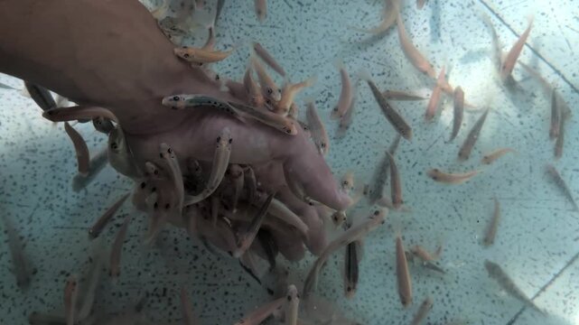 Close-up of fish spa treatment with garra rufa fish nibbling on human foot underwater, exfoliation and wellness therapy.