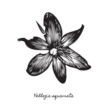 traditional canela de ema flower linocut art, brazilian woodcut illustration