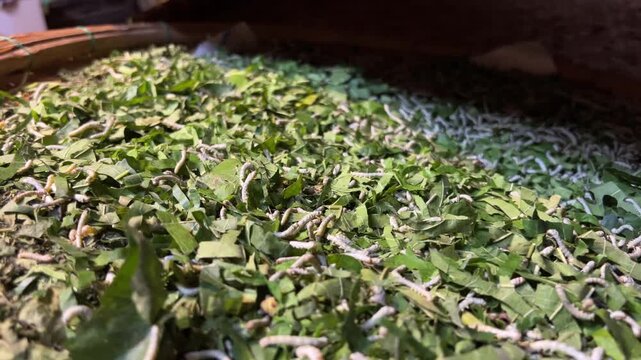 Silkworms mulberry leaves Many silkworms eating mulberry leaves Hoi An Silk Village, Hoi An, Vietnam, Vietnam silk factory, Silk weaving Hoi An, Traditional silk village Vietnam