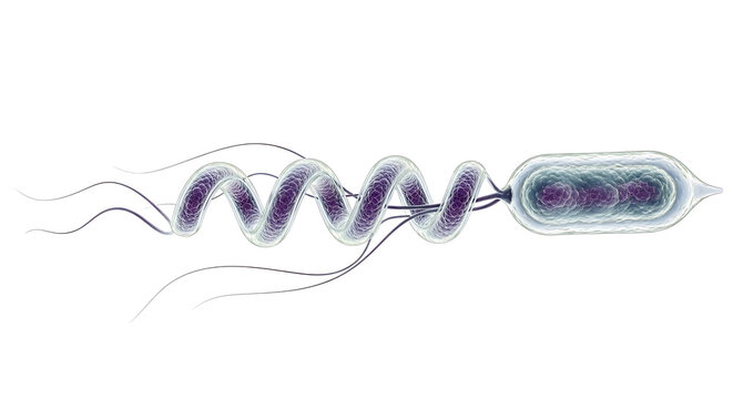The illustration shows a detailed bacterial flagellum attached to a bacterial cell.