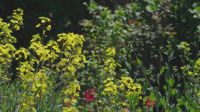 満開の菜の花