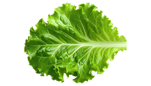 Single bright green lettuce leaf with frilled edges against black background