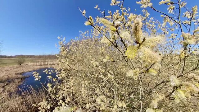 Pollen count and allergens for pollen allergy sufferers and people with a pollen allergy