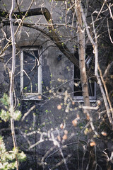 Okna w lesie © Kajetan