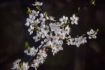 Przyroda - kwiat © Kajetan