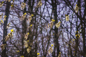 Przyroda - kwiat © Kajetan