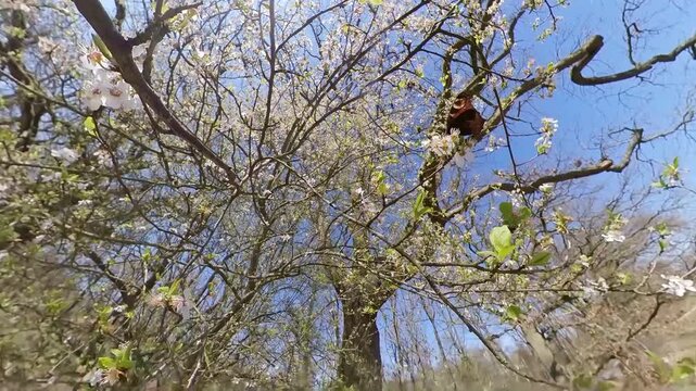 Schmetterling im Fr&uuml;hling an Baum mit Bl&uuml;ten