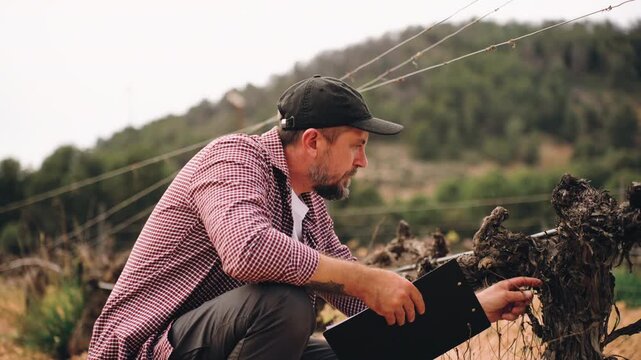Worried farmer kneeling and checking dry grapevine, think about crop failure due to drought and climate change, representing bad harvest and agricultural problems