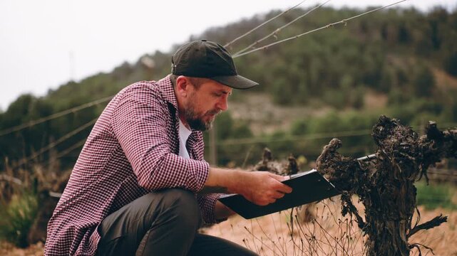 Agronomist inspect grapevine quality and plant health in winter vineyard, taking notes on clipboard. Farmer check vines for diseases and pests, crop monitoring and agricultural quality control concept