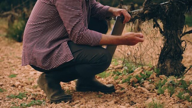 Professional farmer in plaid shirt and boots crouching to analyze rocky soil and grapevine health in vineyard, diligently taking notes on clipboard for quality control
