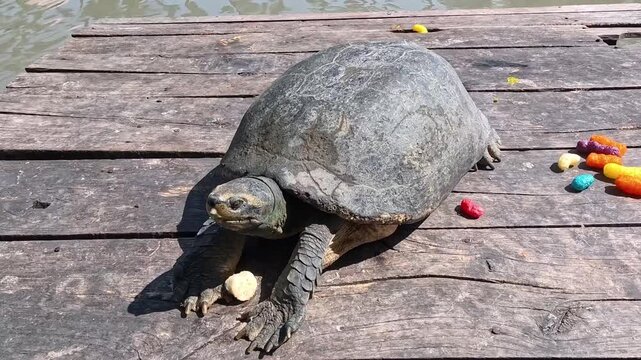The turtle is eating,turtle eats bananas