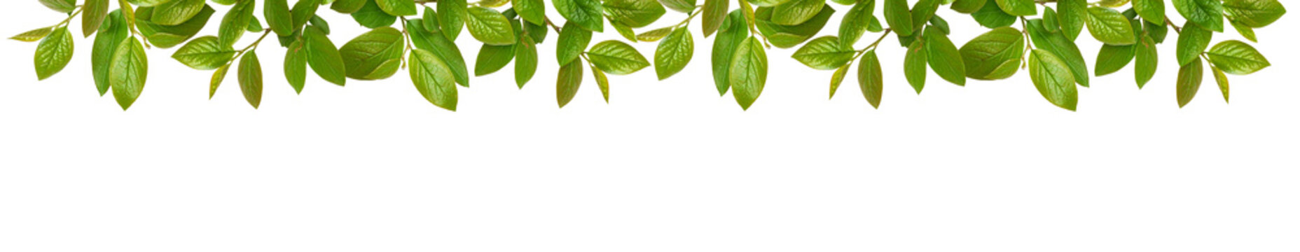 Spring twigs with early green leaves in a top border arrangement isolated on white or transparent background