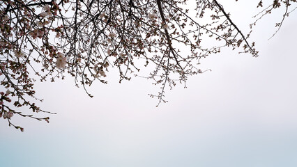 Obraz premium Blooming Sakura Tree Branches in Springtime