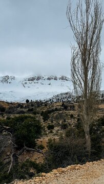 Snow covered mountain ridge under gray sky, tall bare tree in the foreground, quiet winter landscape with muted tones and calm solitude