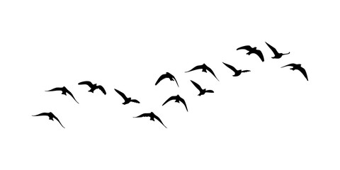 flock of birds isolated on transparent background, black birds flock on transparent background  © Ali