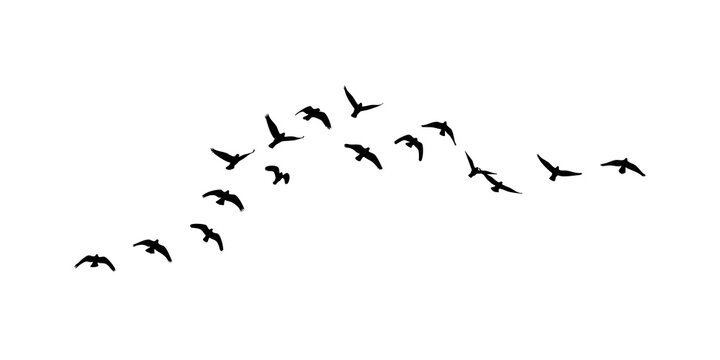 flock of birds isolated on transparent background png, flying birds on transparent background
