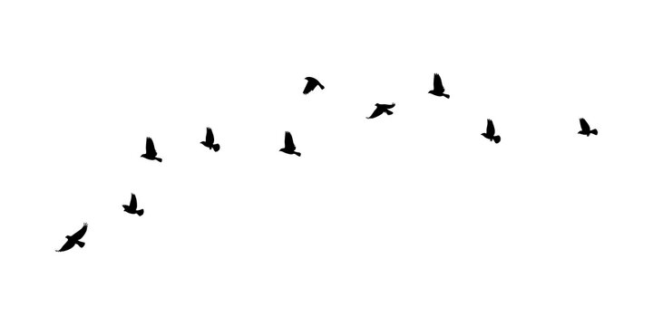 birds flock isolated on transparent background png. 