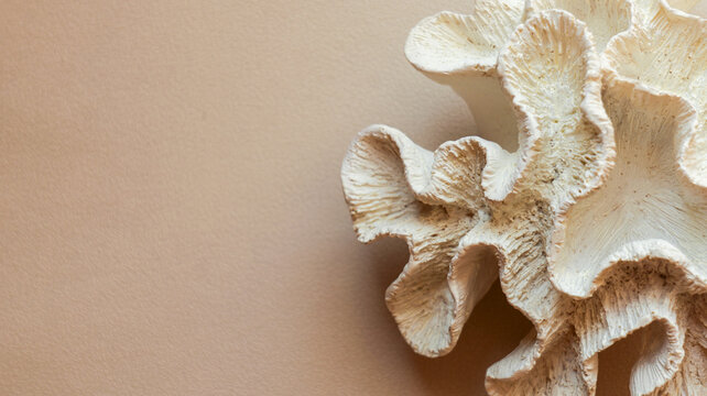 Close-up of a textured white coral fragment against a neutral background
