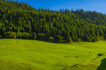 Cattle grazing in mountainous landscape with evergreen forest © lucky pics