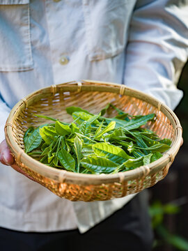 茶葉　新茶　茶畑　農家　生産者