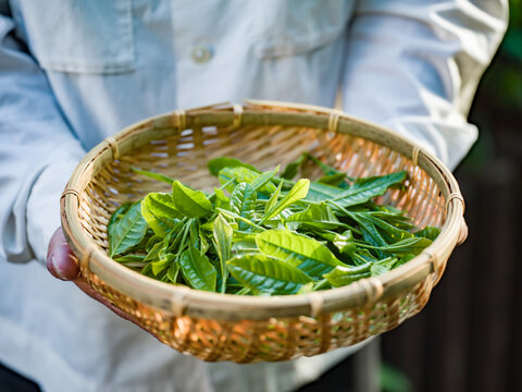 茶葉　新茶　茶畑　農家　生産者