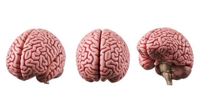 Three separate, hyper-detailed anatomical brain models of moist polymer, showing convoluted gyri and sulci, isolated on a transparent background, precise neurology study