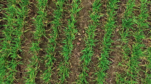 Farming wheat green field in spring season. Agricultural activity improving soil fertility. Agro business, rural entrepreneurship, running livestock ranch for profit, grain trading