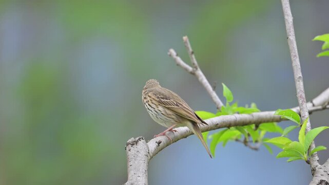 Olive-backed Pipit Perched on Branch and Taking Off