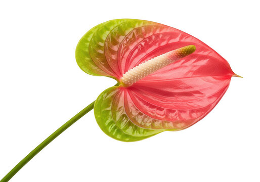 A single pink anthurium flower with green leaf isolated on transparent background