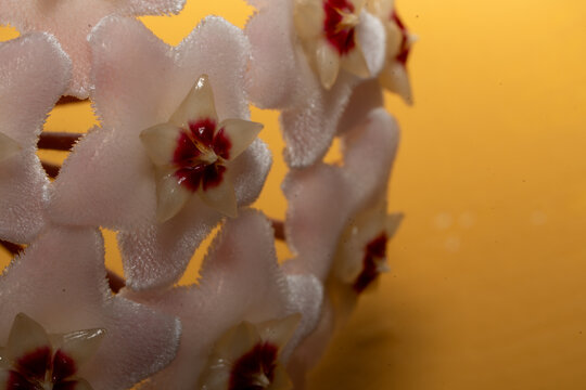 Hoya carnosa star-shaped flowers blooming with green leaves on yellow gold background close up macro
