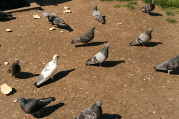 Fototapeta premium Pigeons, birds, ground, outdoor, feeding, bread, plaza, daylight, urban, wildlife flock peck at scattered crumbs on dirt in a calm daytime scene