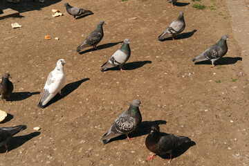 Fototapeta premium Pigeons in an open outdoor scene on dirt ground under bright sunlight, a flock of gray and white birds gathering, foraging, pecking, and resting in a park like urban setting with shadows and motion