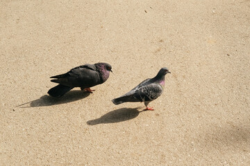 Obraz premium Pigeons, birds, plumage, sand, sunlight, motion, nature, outdoor, wildlife, pair walking on sunlit beach sand, two birds stride across grainy surface with shadows, calm and natural moment