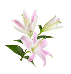 Three pink and white lily flowers in floral arrangement isolated on white or transparent background