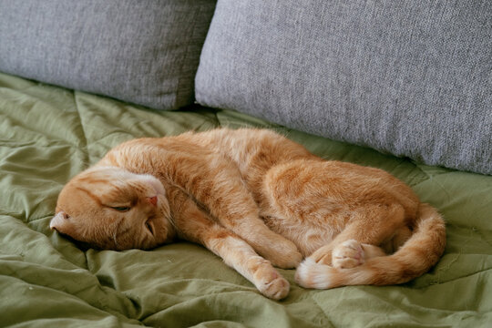 Cat sleeping orange fur on a green blanket with cushions, a cozy domestic scene of nap time and relaxation, calm indoor moment for pet care, home decor, and lifestyle visuals