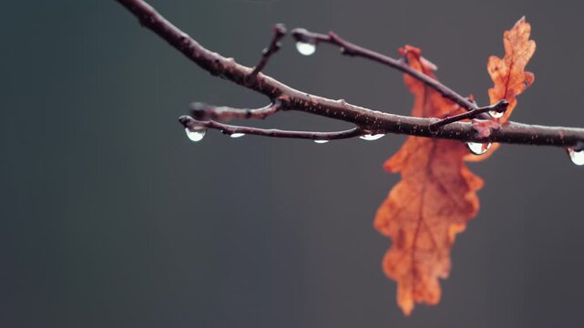 branch of a tree
