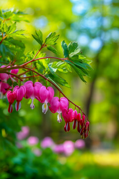 A pink flower with a heart shape is on a branch