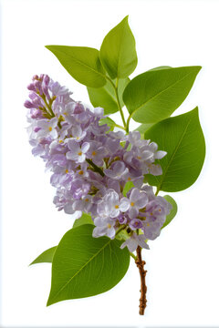 A lilac flower with green leaves