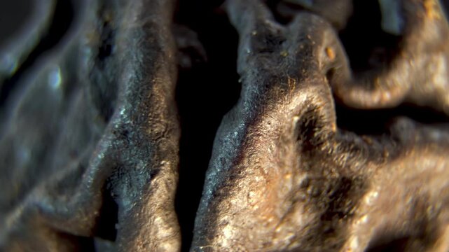 Organic Abstract Texture: Shriveled Pear Skin Macro.  Pyrus communis dehydration texture