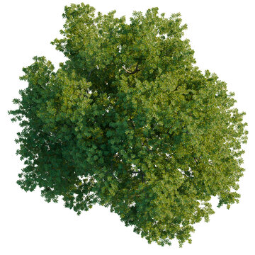 Lush green Sessile Oak tree Quercus petraea overhead view isolated on black background.