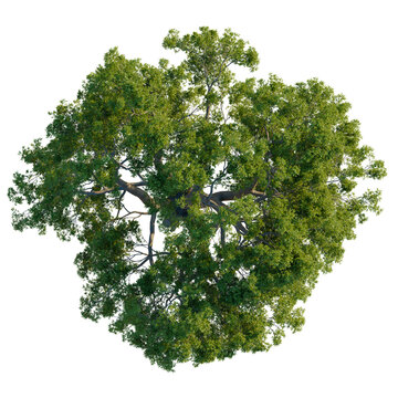 Top view of a Quercus petraea tree showing organic branch structure isolated on black.