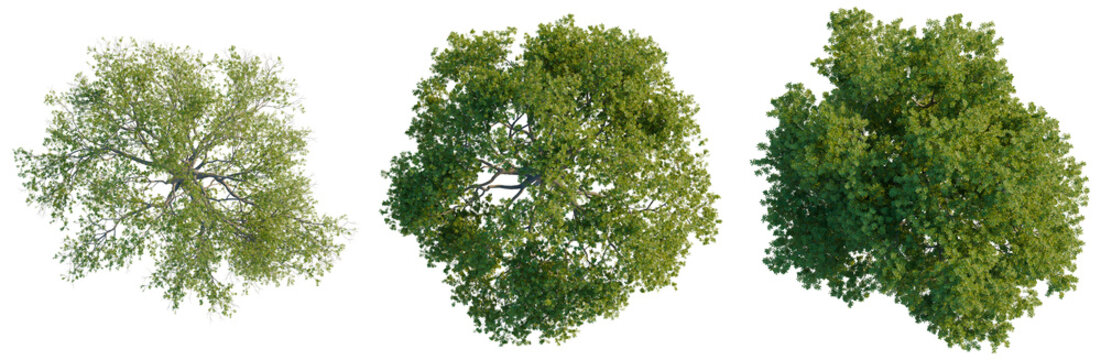 Collection of three different Sessile Oak trees (Quercus petraea) plan view isolated on black.