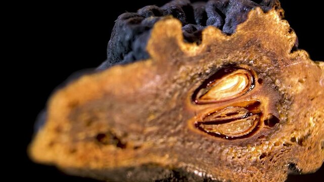 Internal anatomy of dehydrated Pyrus communis fruit: Botanical Cross Section of Pear Fruit