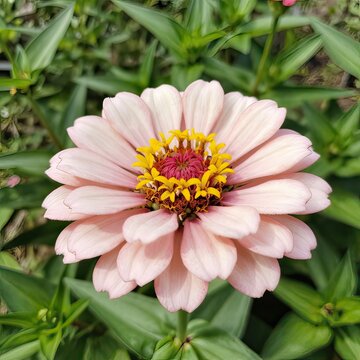 Pink Wildflowers Field