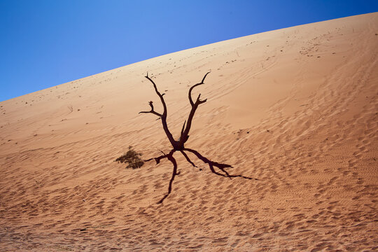 Solitary Tree At Deadvlei, Namibia